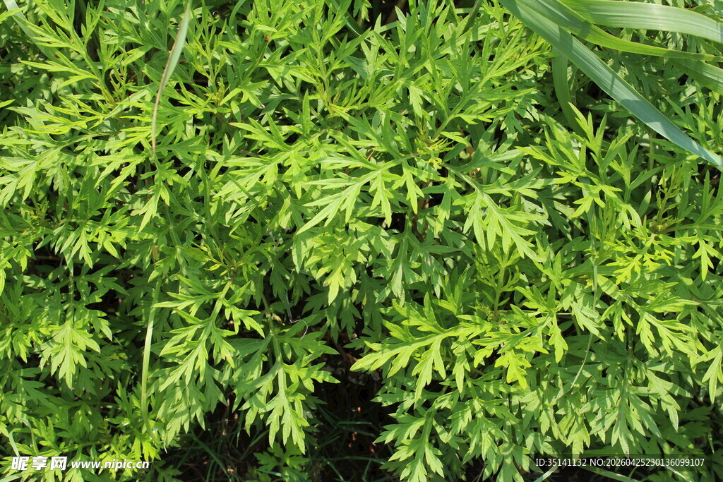 野老鹳草