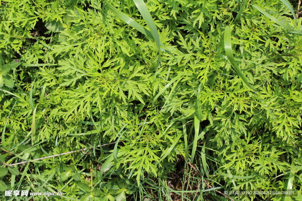 野老鹳草