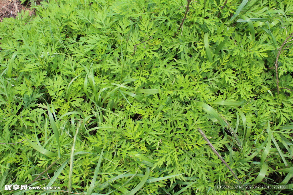 野老鹳草