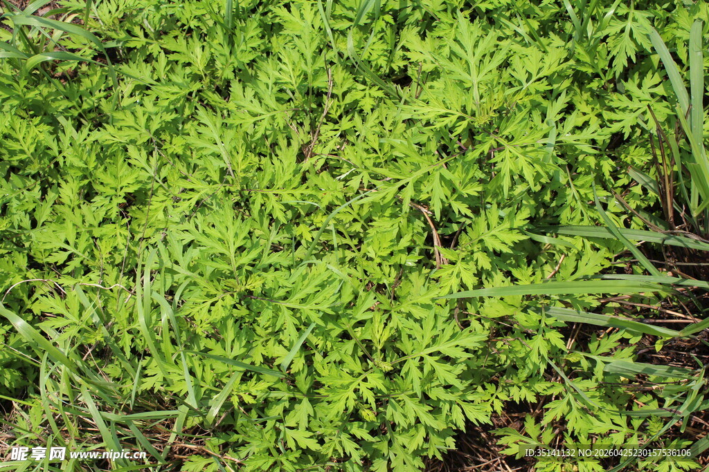 野老鹳草