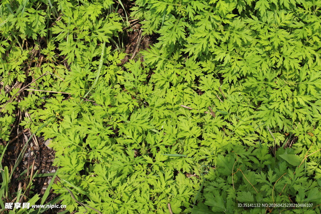 野老鹳草