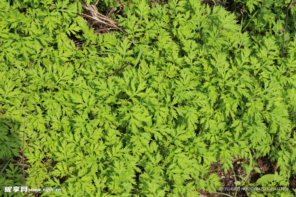 野老鹳草