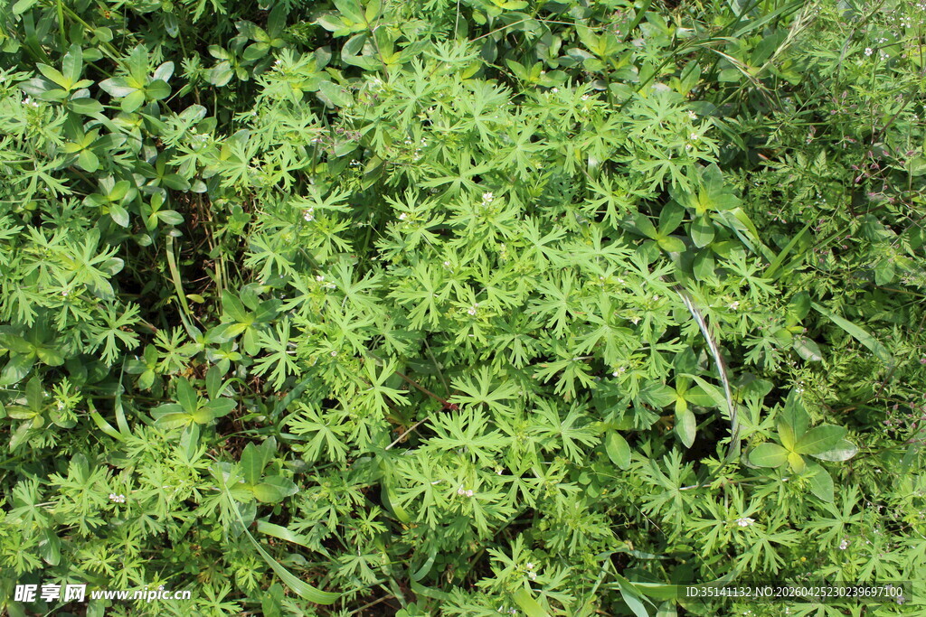 野老鹳草