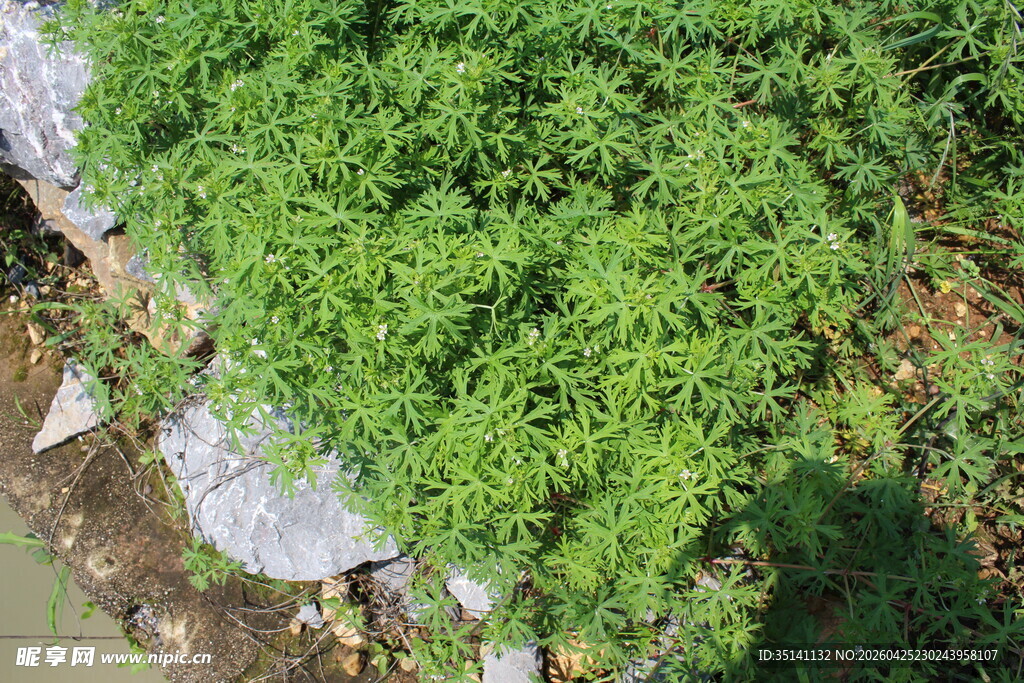 野老鹳草