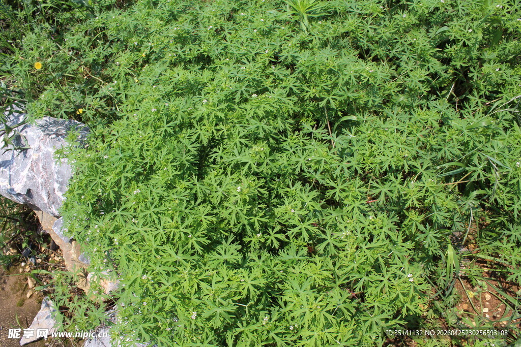野老鹳草