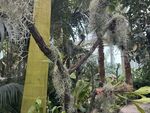 热带雨林植物景观