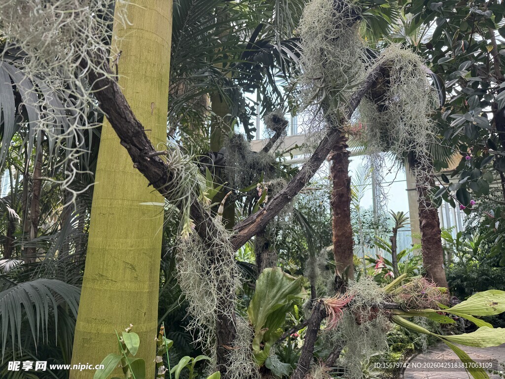 热带雨林植物景观