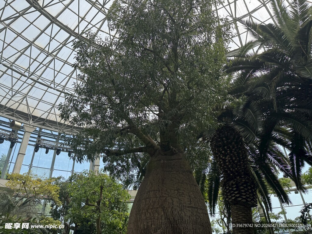 温室中的高大树木景观