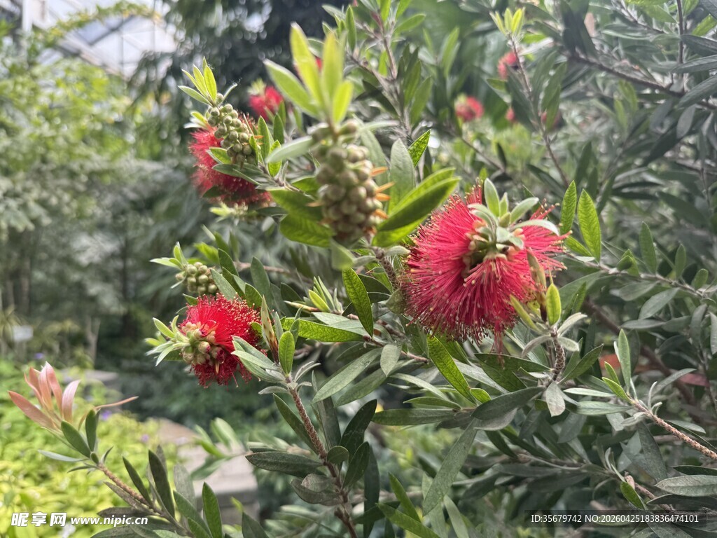 娇艳红花朵朵绽绿叶间