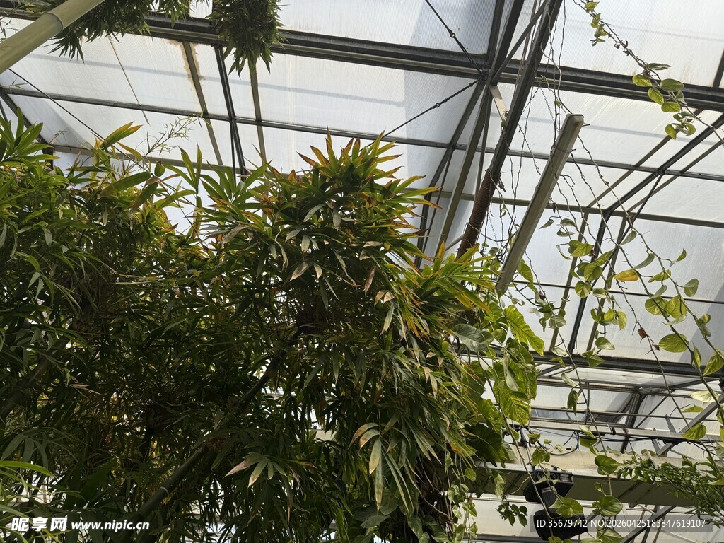 温室中的繁茂绿植