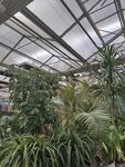 温室中的多样绿植景观