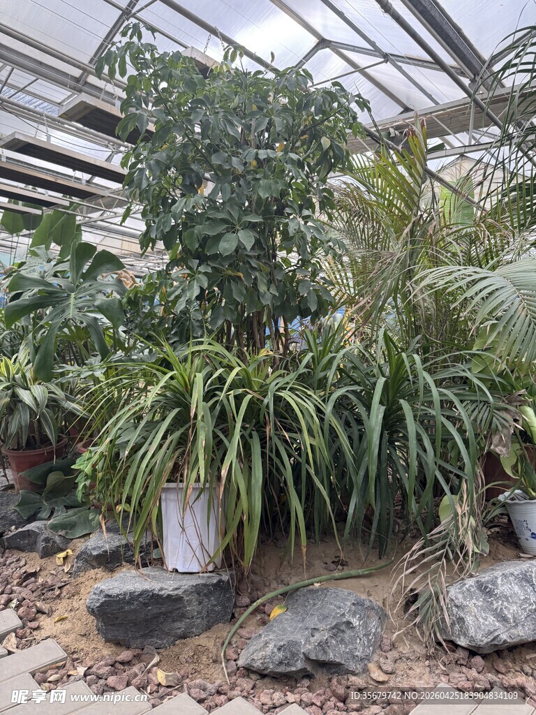 温室中的多样绿植景观