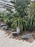 庭院绿植景观与石景搭配