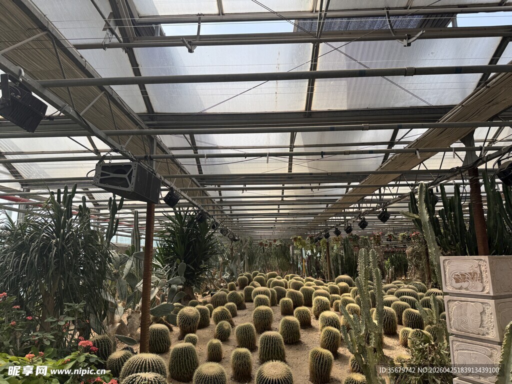 温室中的多样仙人掌景观