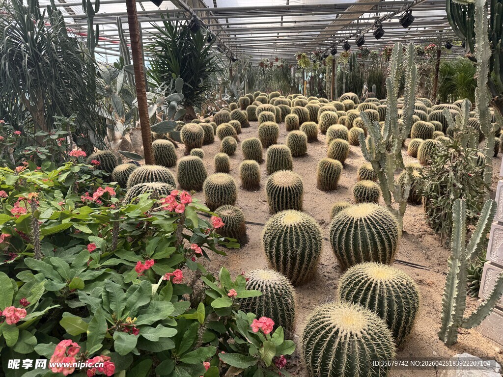 温室中的多样仙人球景观