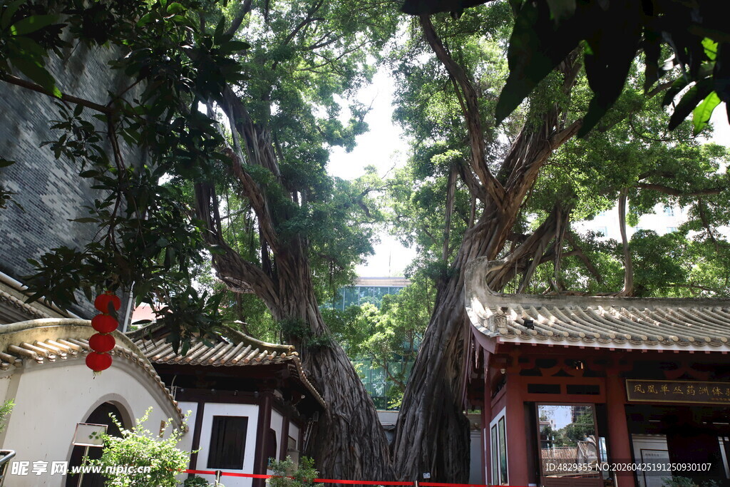 古树下的中式传统建筑