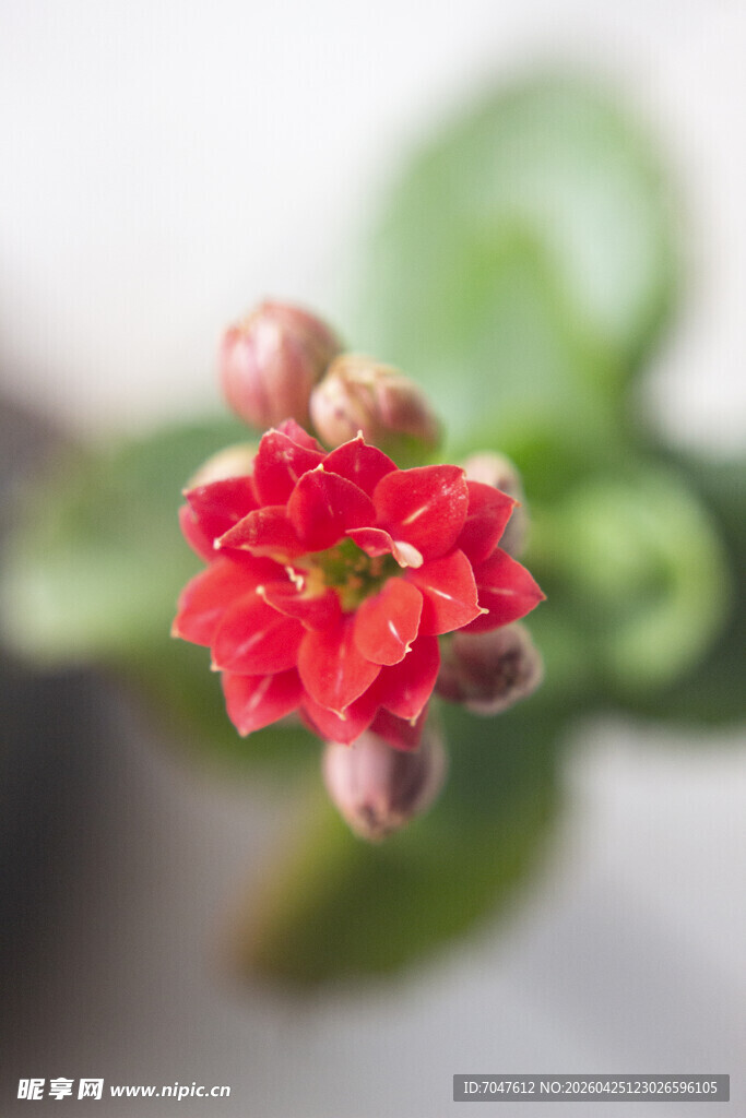 长寿花娇艳红色小花特写