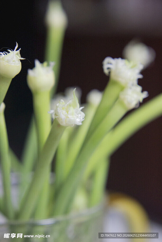 清新绿植白花插于玻璃瓶