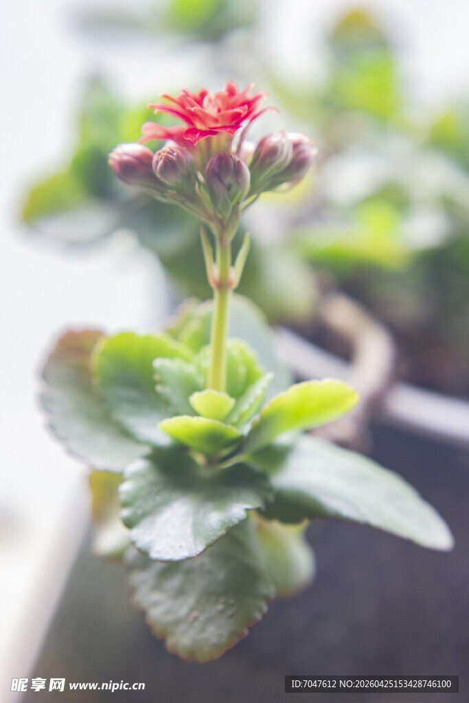娇艳长寿花特写