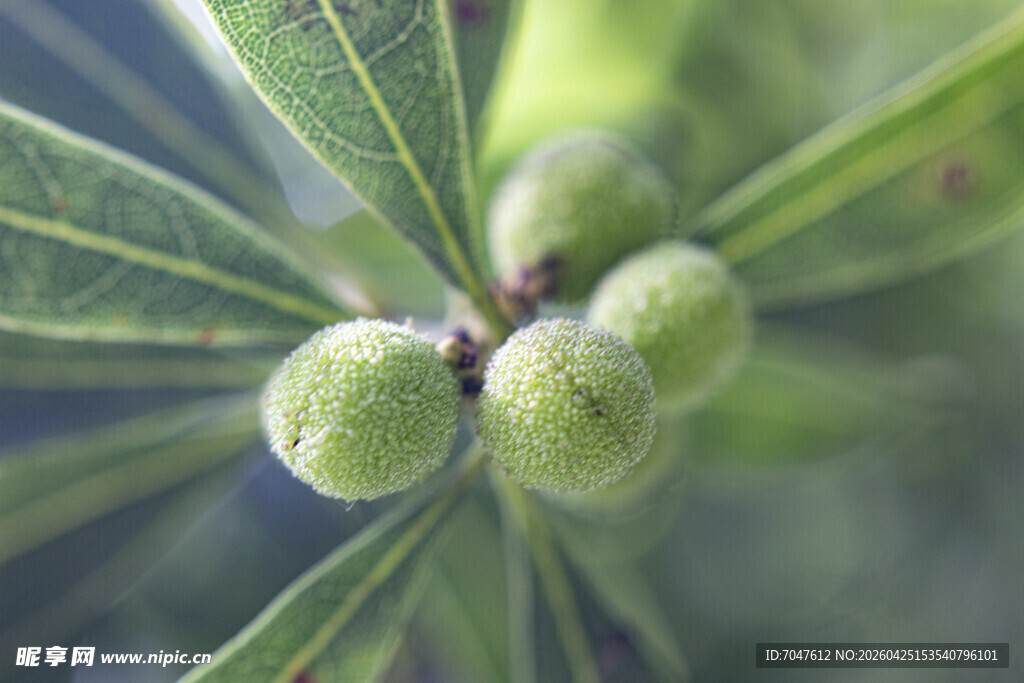 杨梅嫩绿果实与叶片特写