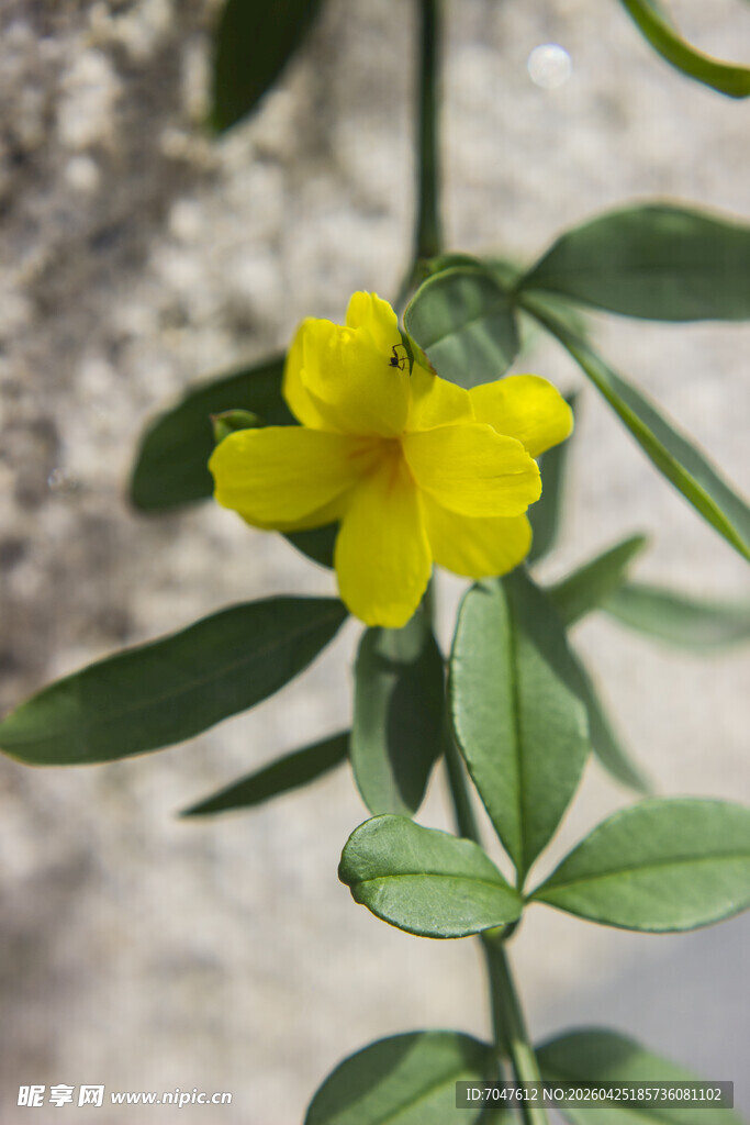 云南黄馨黄色小花绽放绿叶间