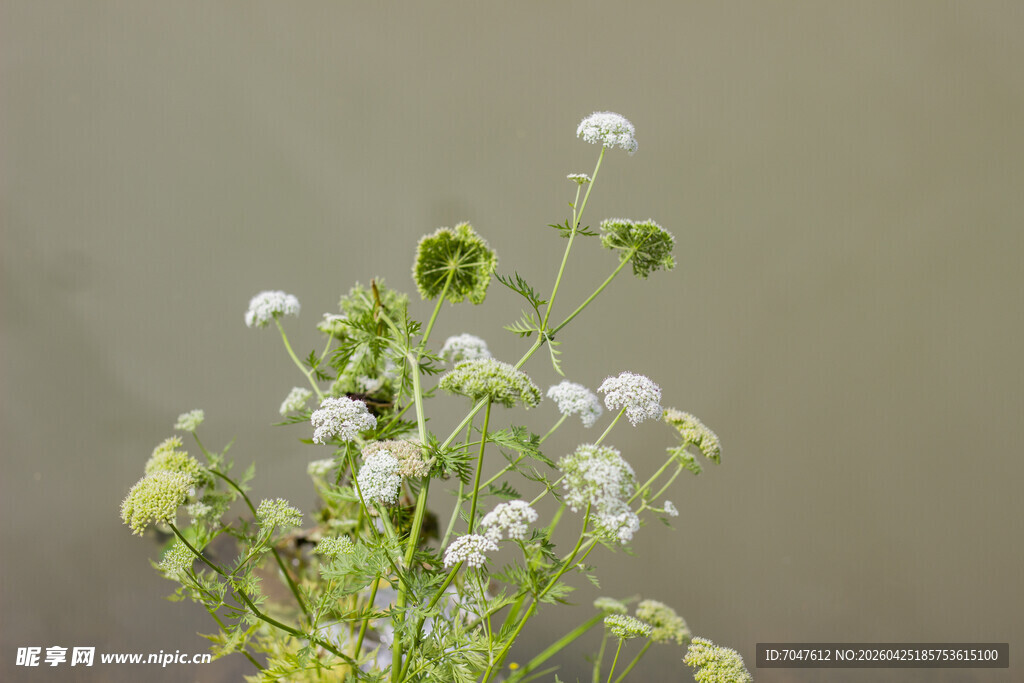 蛇床清新白色小花植物特写