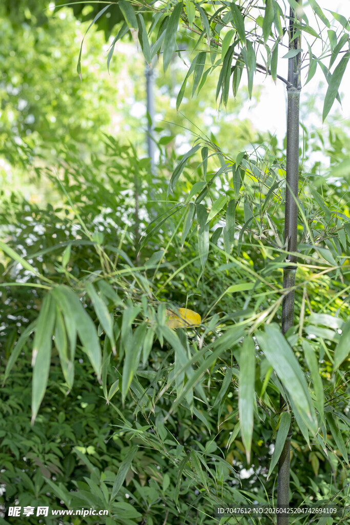 翠绿竹子与繁茂绿植景色