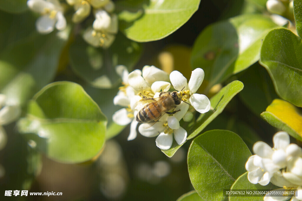 蜜蜂采蜜于海桐洁白花朵间