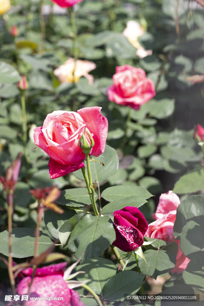 娇艳盛放的多彩玫瑰花