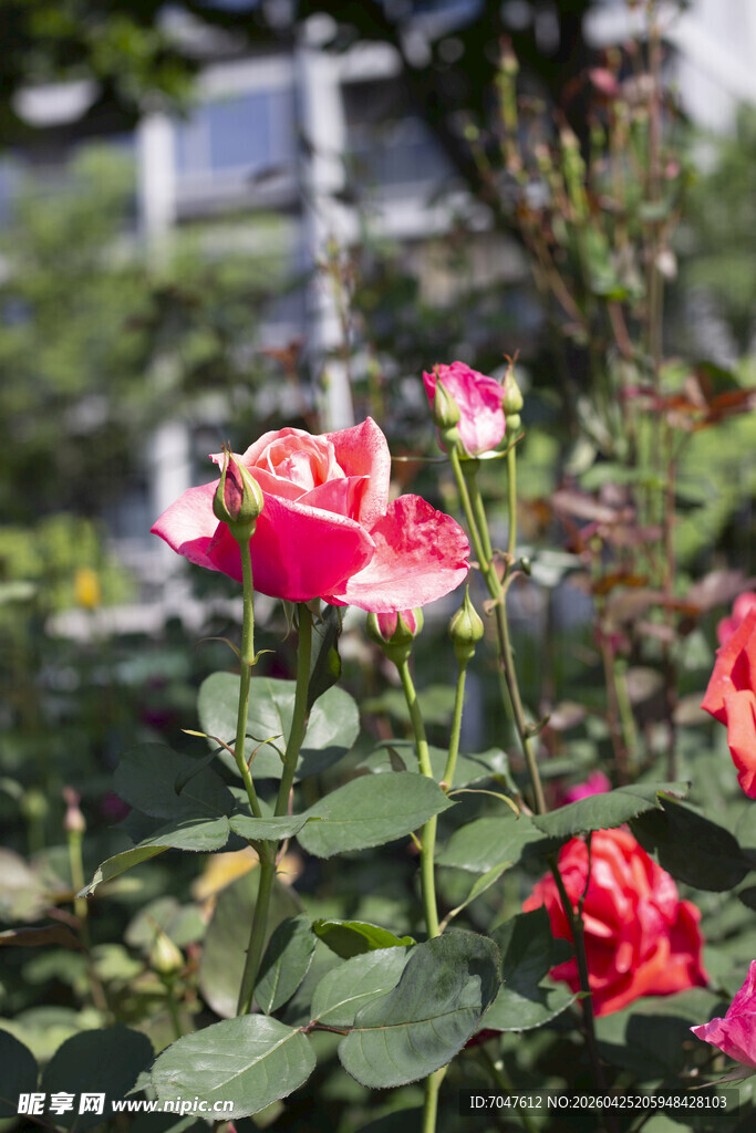 月季花
