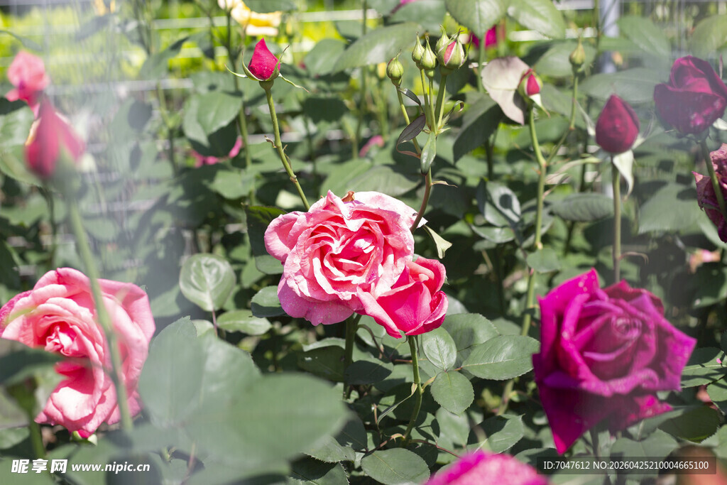 多彩玫瑰绽放花园