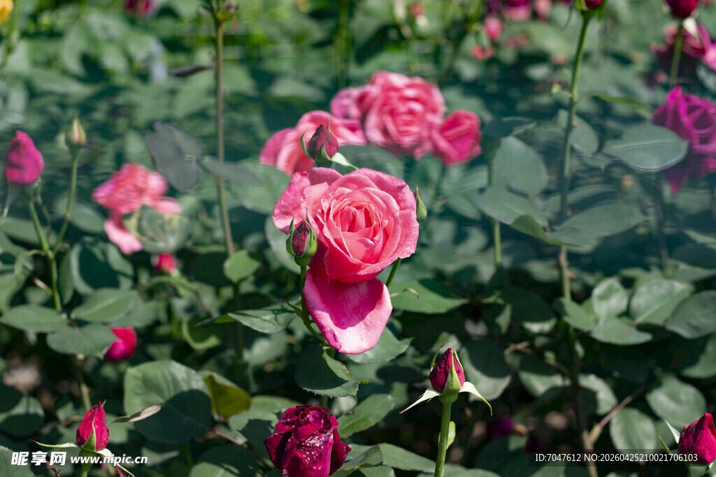 娇艳盛开的粉色玫瑰花