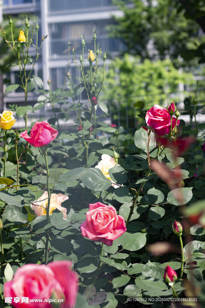 多彩玫瑰花丛美丽绽放