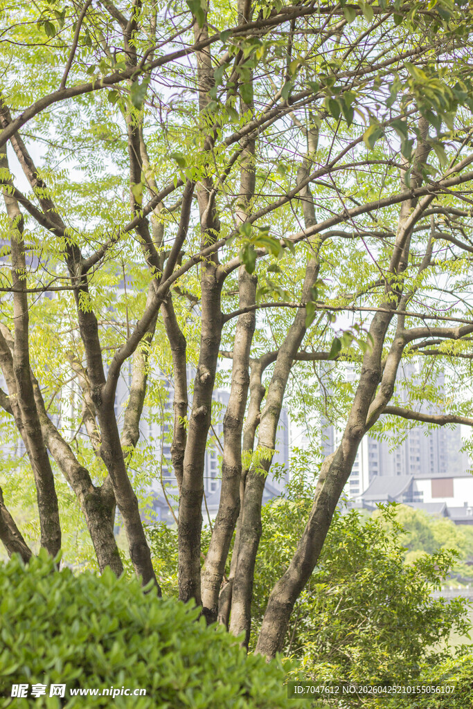 春日葱郁树林景致