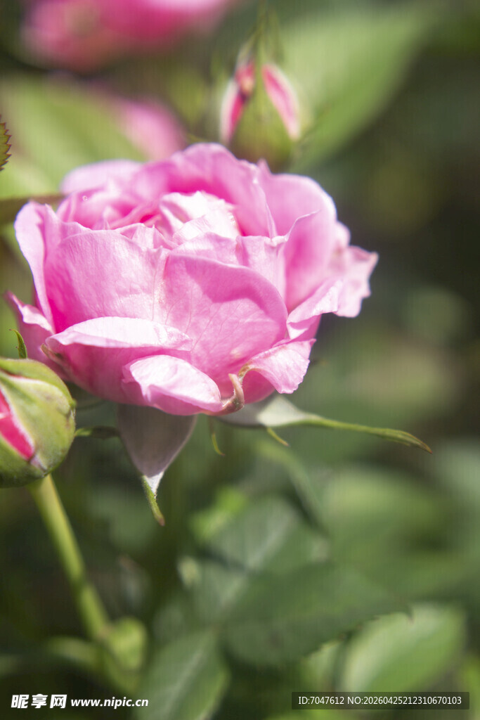 娇艳粉色月季花