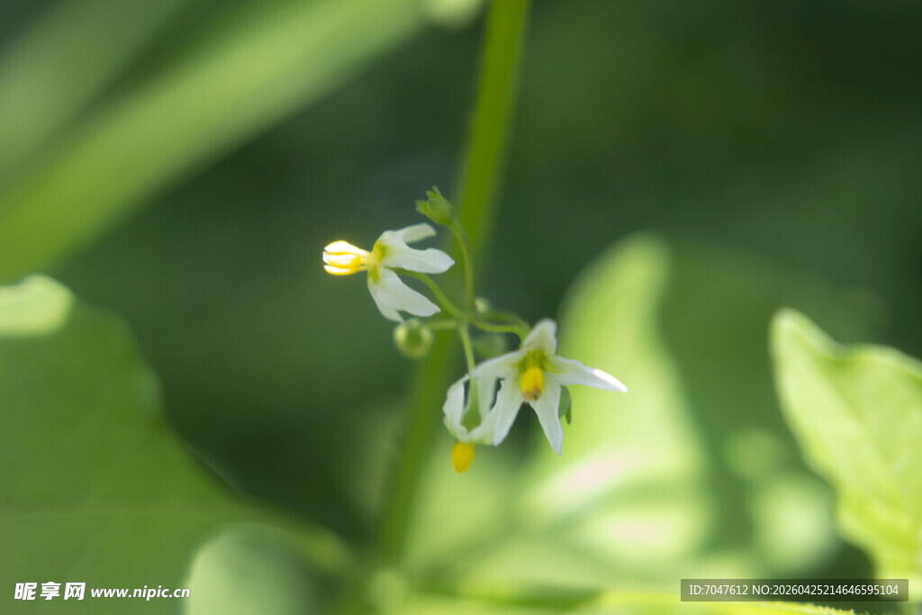 龙葵花朵特写