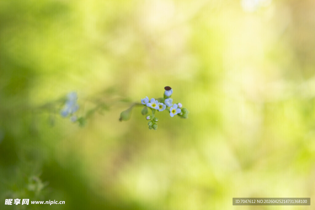 附地菜蓝色小花
