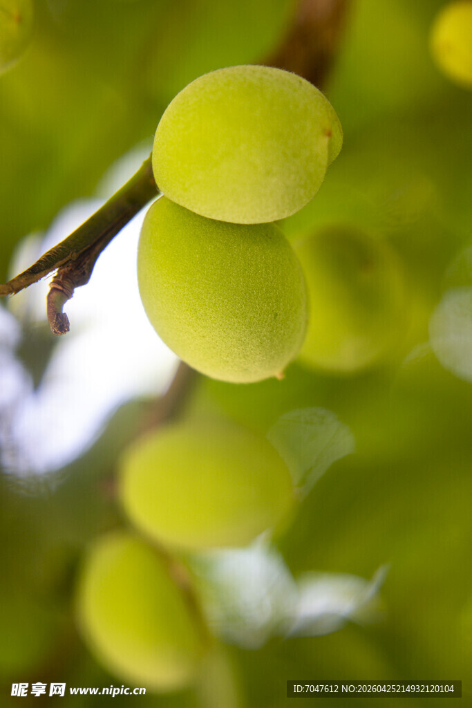枝头青梅