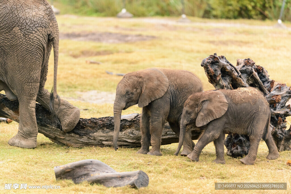草原上的小象群与大象
