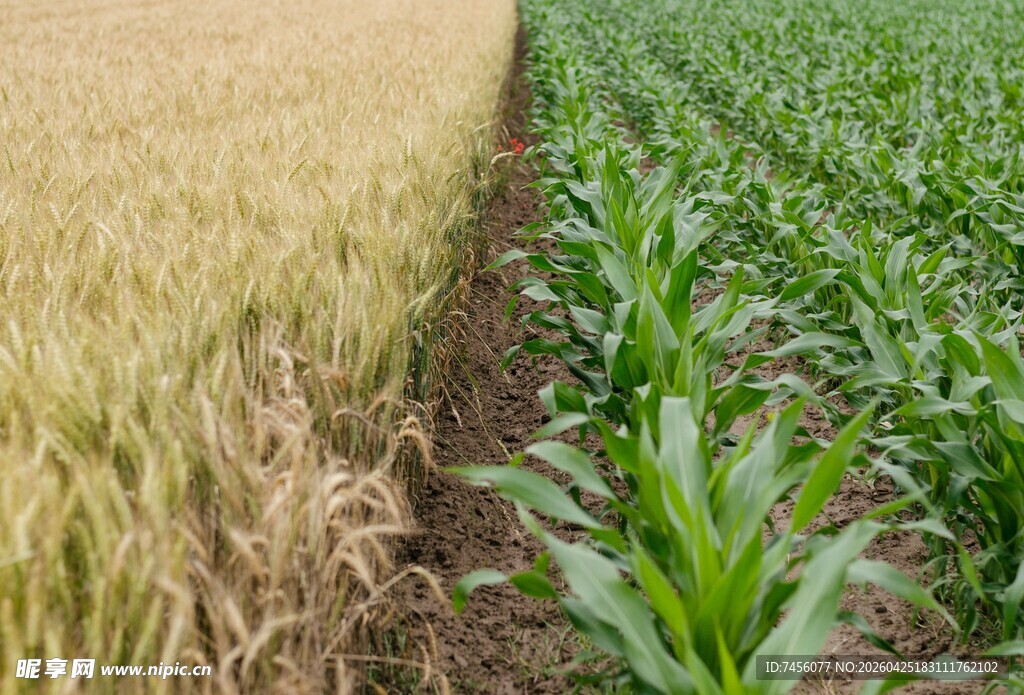 麦与玉米的田间分界