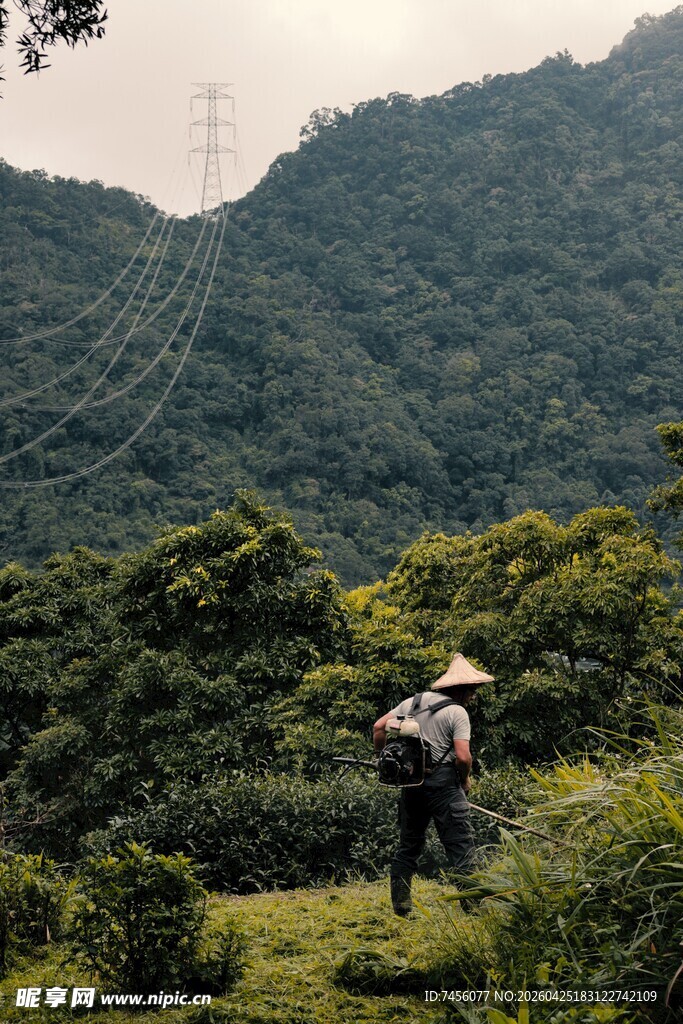 山间茶农劳作景象