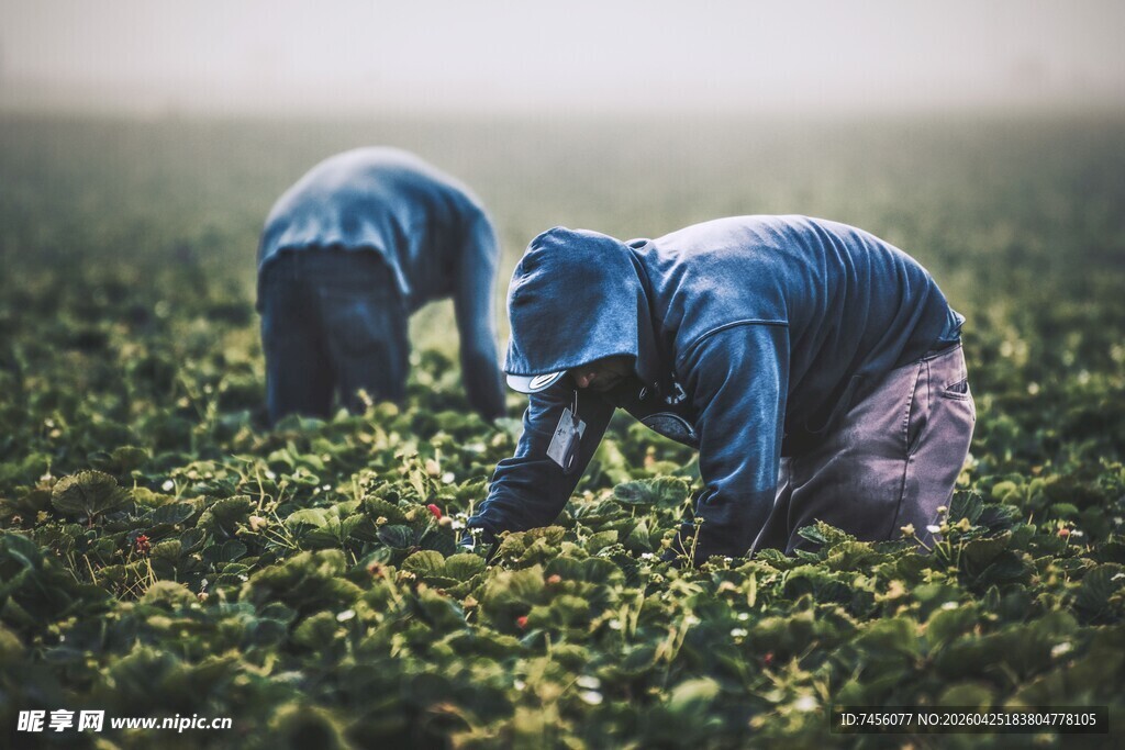 田间劳作的辛勤农民