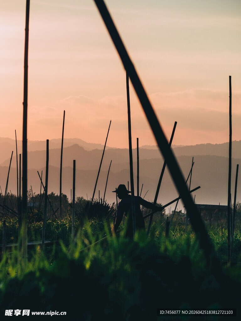 夕阳下的田野劳作景象