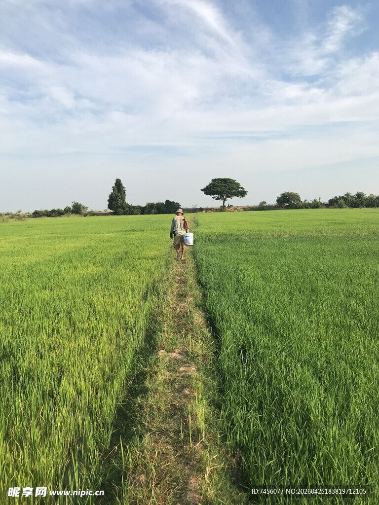 田野小径上的漫步身影