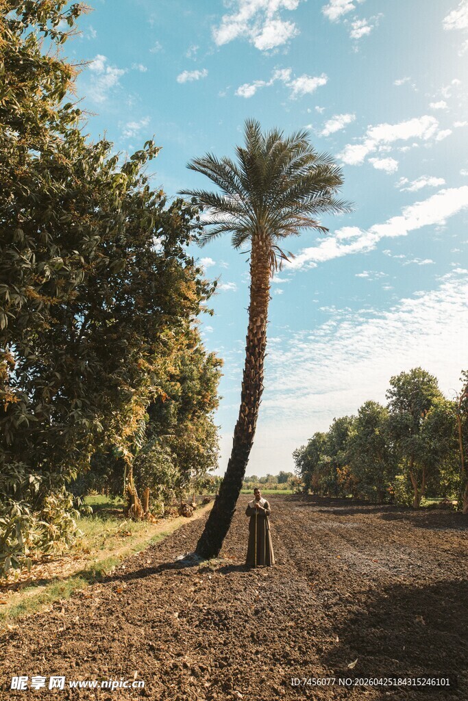田野中的挺拔棕榈树