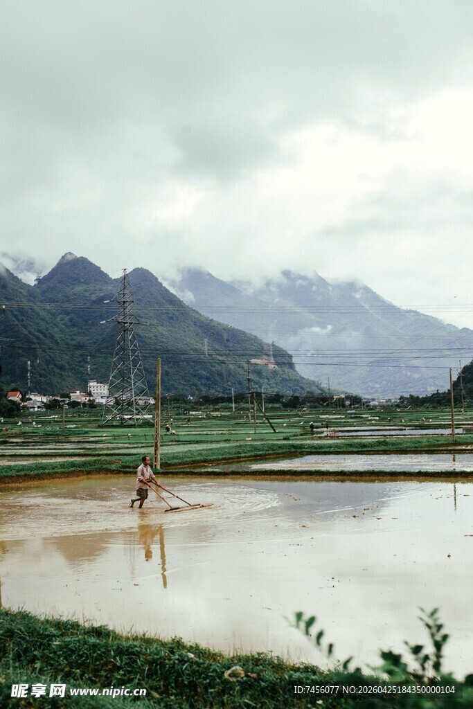 乡村水田风景图