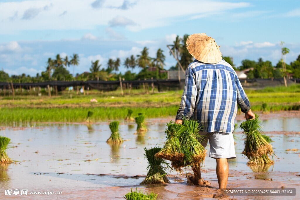 稻田插秧的辛勤劳动者