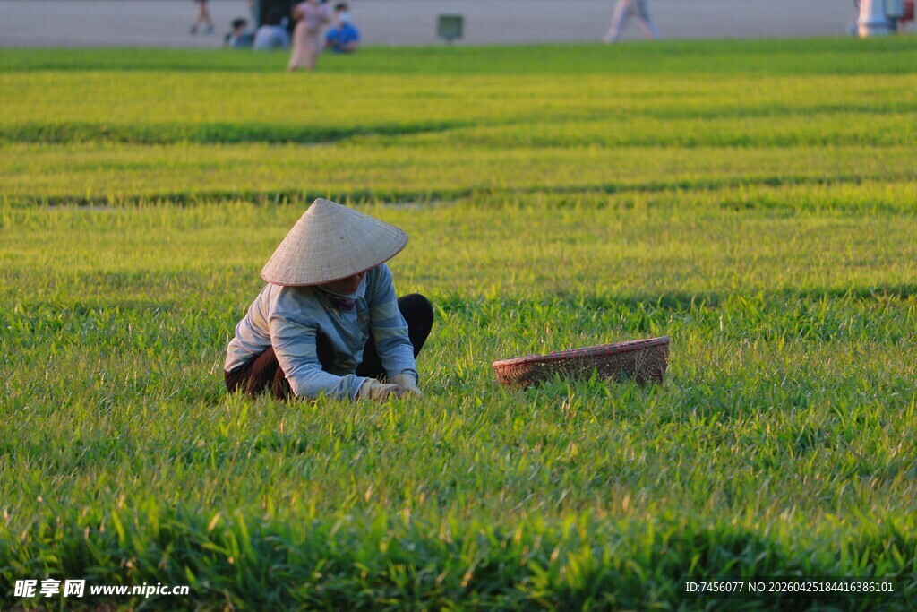 稻田中劳作的戴斗笠农人