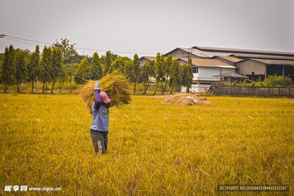 稻田中农民扛着丰收稻谷