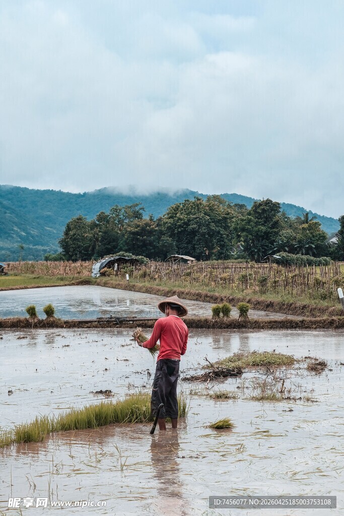 农民水田插秧劳作场景
